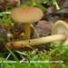 Gymnopus-aquosus_Vroeg-eikenbladzwammetje_MH20100514_021178-8-Ag