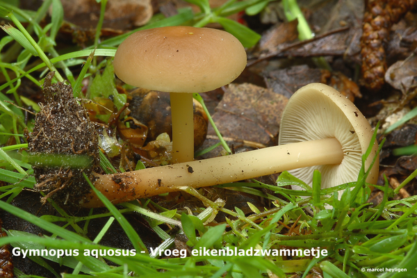 Gymnopus-aquosus_Vroeg-eikenbladzwammetje_MH20100514_021178-8-Ag