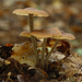 Gymnopus-confluens_Bundelcollybia_MH20100926_026986-8Ag