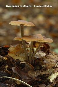 Gymnopus-confluens_Bundelcollybia_MH20100926_026986-8Ag