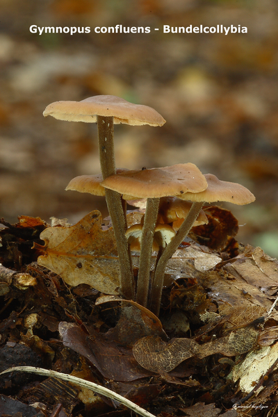 Gymnopus-confluens_Bundelcollybia_MH20100926_026986-8Ag