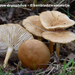 Gymnopus-dryophilus_Eikenbladzwammetje_MH20100812_025162-8Ag