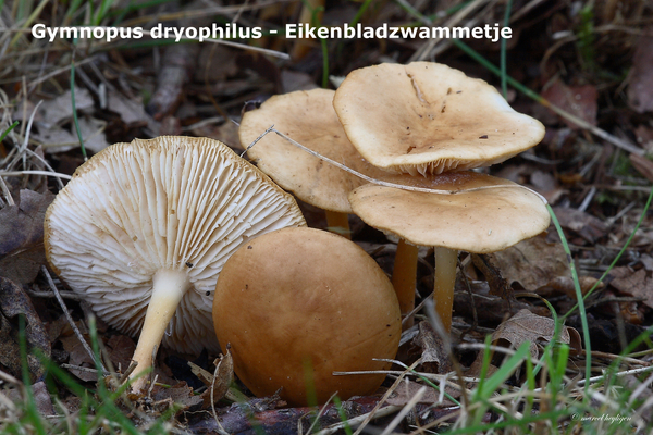 Gymnopus-dryophilus_Eikenbladzwammetje_MH20100812_025162-8Ag