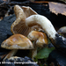 Hebeloma-birrus-Dwergvaalhoed-MH20101018_028197-8-Ag