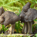 Helvella-lacunosa_Zwarte-kluifzwam_MH20091214_7690-8-As