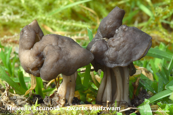 Helvella-lacunosa_Zwarte-kluifzwam_MH20091214_7690-8-As