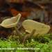 Helvella-macropus_Schotelkluifzwam_MH20100926_027056-8As