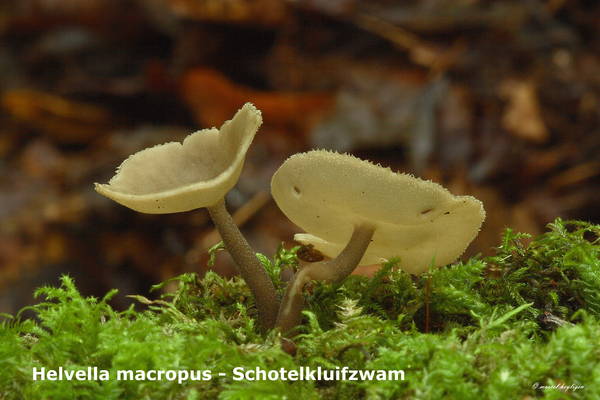 Helvella-macropus_Schotelkluifzwam_MH20100926_027056-8As
