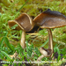 Helvella-villosa_Gladstelige-schotelkluifzwam_MH20091214_7686-8-A