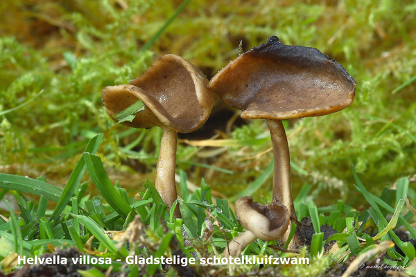 Helvella-villosa_Gladstelige-schotelkluifzwam_MH20091214_7686-8-A