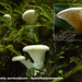 Hohenbuehelia-auriscalpium_Spatelharpoenzwam_MH20100926_027013-8A