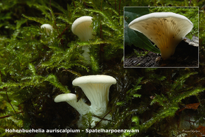 Hohenbuehelia-auriscalpium_Spatelharpoenzwam_MH20100926_027013-8A