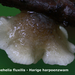 Hohenbuehelia-fluxilis_Harige-harpoenzwam_MH20100610_023044-8Ag