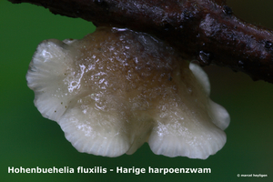 Hohenbuehelia-fluxilis_Harige-harpoenzwam_MH20100610_023044-8Ag