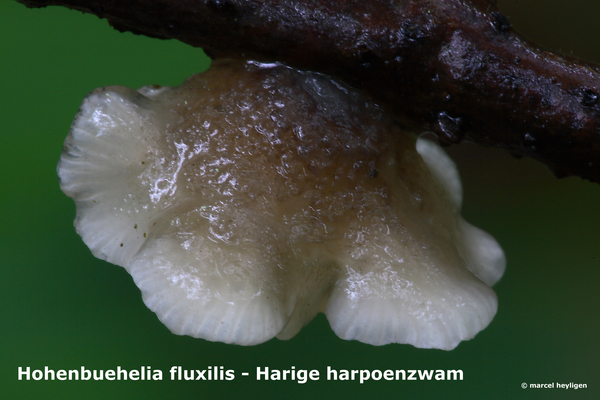Hohenbuehelia-fluxilis_Harige-harpoenzwam_MH20100610_023044-8Ag
