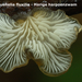 Hohenbuehelia-fluxilis_Harige-harpoenzwam_MH20100610_023051-8Ag