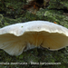 Hohenbuehelia-mastrucata_Bleke-harpoenzwam_MH20100819_025462-8Ag