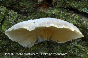 Hohenbuehelia-mastrucata_Bleke-harpoenzwam_MH20100819_025462-8Ag