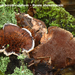 Hydnellum-scrobiculatum-Ruwe-stekelzwam-MH20101031_028279-8-Ap