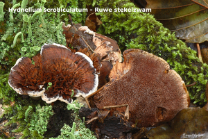 Hydnellum-scrobiculatum-Ruwe-stekelzwam-MH20101031_028279-8-Ap
