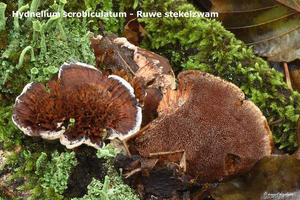 Hydnellum-scrobiculatum-Ruwe-stekelzwam-MH20101031_028279-8-Ap