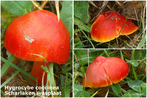 Hygrocybe-coccinea_Scharlaken-wasplaat_MH20101125_028710-8-Ag