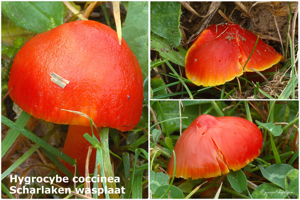 Hygrocybe-coccinea_Scharlaken-wasplaat_MH20101125_028710-8-Ag