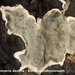 Kretzschmaria-deusta_Korsthoutskoolzwam_MH20100409_20597-8-Ap