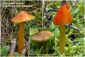 Hygrocybe-conica_Zwartwordende-wasplaat_MH20100930_027162-8Ag