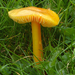 Hygrocybe-glutinipes-var-glutinipes-Kleverige-wasplaat-MH20101004
