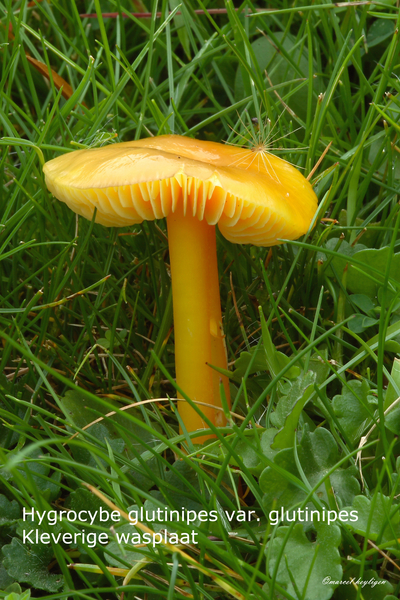 Hygrocybe-glutinipes-var-glutinipes-Kleverige-wasplaat-MH20101004