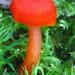 Hygrocybe-miniata-var-miniata_Gewoon-vuurzwammetje_MH20100930_027