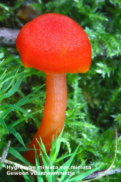 Hygrocybe-miniata-var-miniata_Gewoon-vuurzwammetje_MH20100930_027