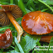 Hygrocybe-perplexa-Bruinrode-wasplaat-MH20101112_028454-8-Ag