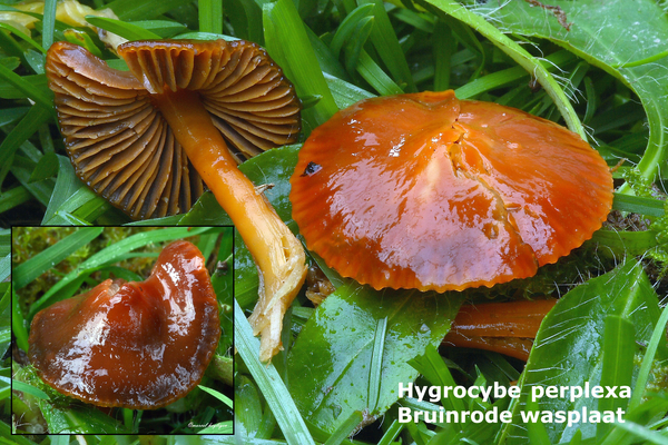 Hygrocybe-perplexa-Bruinrode-wasplaat-MH20101112_028454-8-Ag