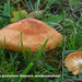 Hygrocybe-pratensis_Gewone-weidewasplaat_MH20101125_028715-8-Ag