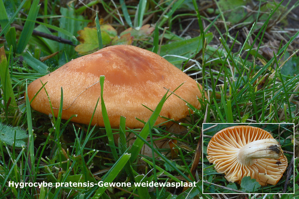 Hygrocybe-pratensis_Gewone-weidewasplaat_MH20101125_028715-8-Ag