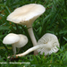 Hygrocybe-virginea-Sneeuwzwammetje-MH20101112_028438-8-Ag