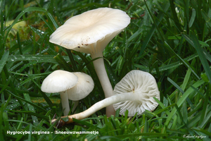 Hygrocybe-virginea-Sneeuwzwammetje-MH20101112_028438-8-Ag