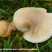 Hygrocybe-virginea-var-ochraceopallida_MH20101125_028642-8-As