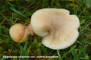 Hygrocybe-virginea-var-ochraceopallida_MH20101125_028642-8-As