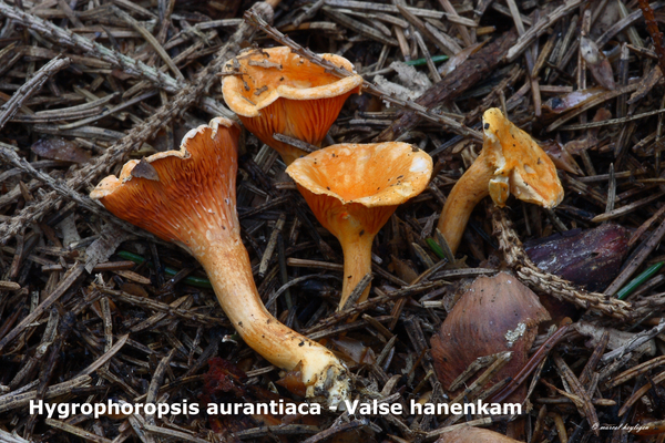 Hygrophoropsis-aurantiaca_Valse-hanenkam_MH20100915_026672-8Ap