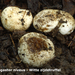 Hymenogaster-niveus_Witte-zijdetruffel_MH20100908_026243-8Ga