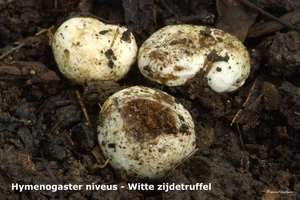 Hymenogaster-niveus_Witte-zijdetruffel_MH20100908_026243-8Ga