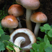 Hypholoma-lateritium_Rode-zwavelkop_MH20100916_026752-8Ag