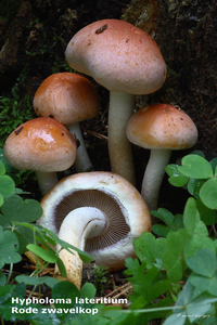 Hypholoma-lateritium_Rode-zwavelkop_MH20100916_026752-8Ag