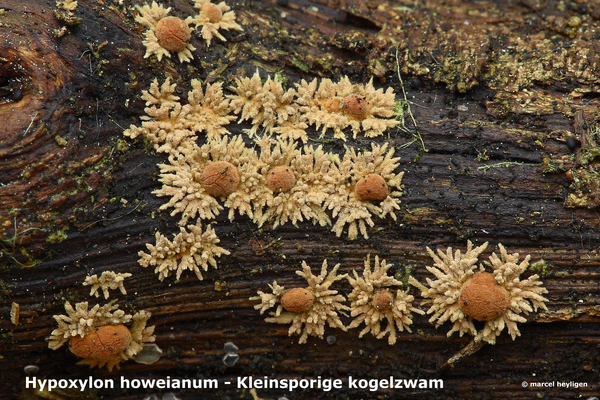Hypoxylon-howeianum_Kleinsporige-kogelzwam_MH20100527_021790-8As