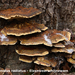 Inonotus-radiatus_lzenweerschijnzwam_MH20091217_7734-8-Ap