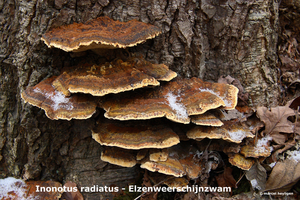 Inonotus-radiatus_lzenweerschijnzwam_MH20091217_7734-8-Ap