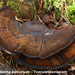 Ischnoderma-benzinum_Teervlekkenzwam_MH20100204_9423-8-He